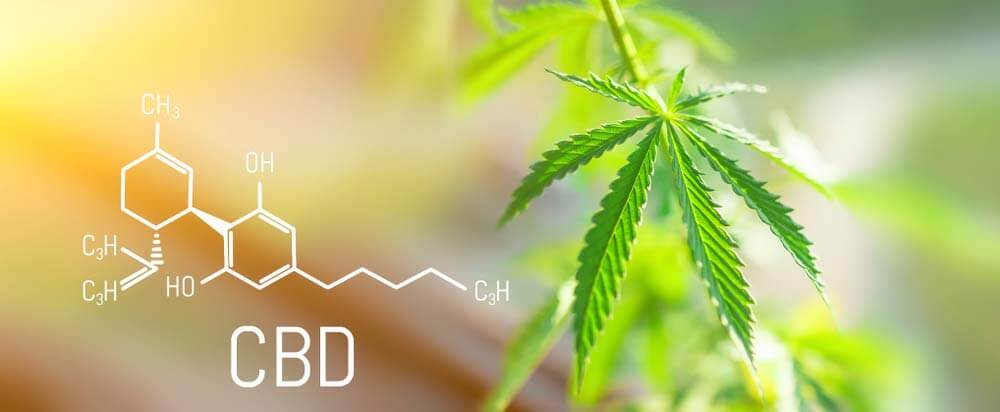 What Are The Strongest CBD Cannabis Strains To Date?