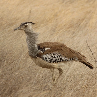 tourhub | Wildlife Dreams | Bird Watching in Kruger (Dates upon request) 