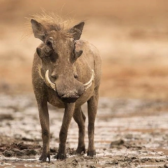 tourhub | Alaitol Safari | Camping Safari To Manyara, Serengeti and  Ngorongoro. 