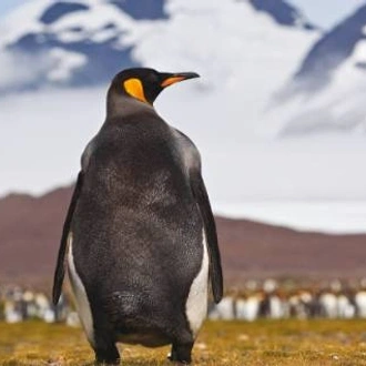 tourhub | World Expeditions | Falklands, South Georgia & Antarctica Explorer 