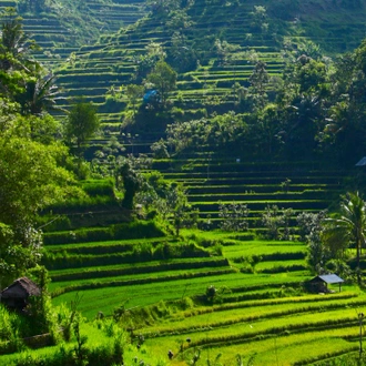 tourhub | Intrepid Travel | Jakarta to Ubud 