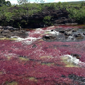 tourhub | Bamba Travel | Bogota & Cano Cristales Experience 7D/6N 