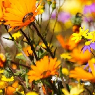 tourhub | HoneyBadger Travel & Tours | South Africa Flower Safari Namaqualand & West Coast 