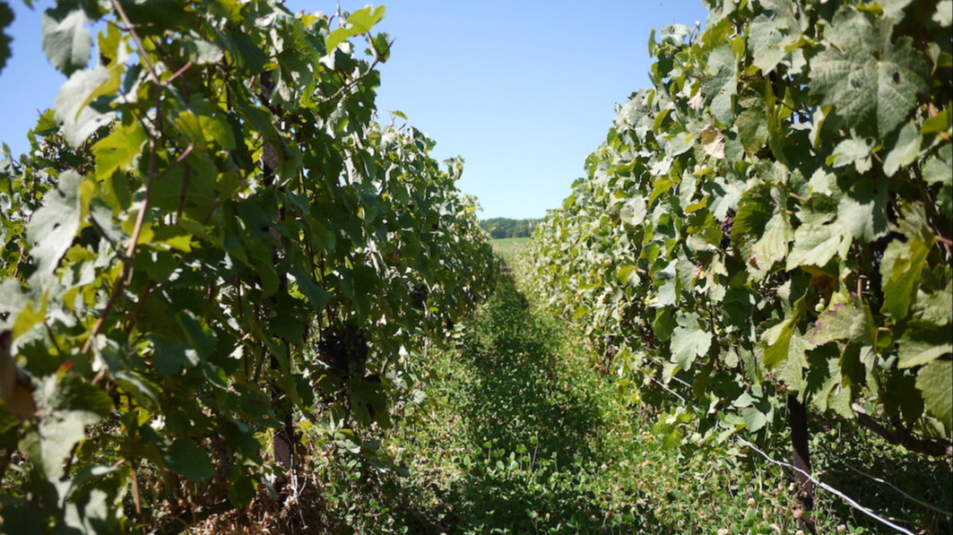 Représentation de la formation : Comment gérer l’arrêt des désherbants en viticulture ?