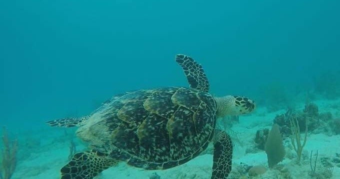 Kayaking in Culebra