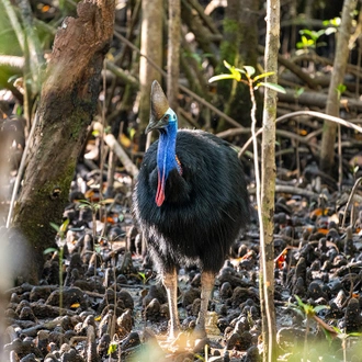 tourhub | Intrepid Travel | North Queensland Adventure 