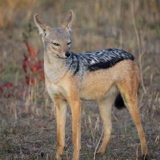 tourhub | Today Voyages | Les Secrets du Kenya en Safari et Extension a Diani Beach 