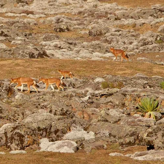 tourhub | YellowWood Adventures | Trekking and wolf-spotting in the Bale Mountains of Ethiopia 