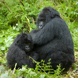 tourhub | Alaitol Safari | Rwanda & Uganda Gorilla Experience  