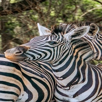 tourhub | Razan Safaris | The 4-day Serengeti Greatest Migration Safari (Ndutu Calving Season) 