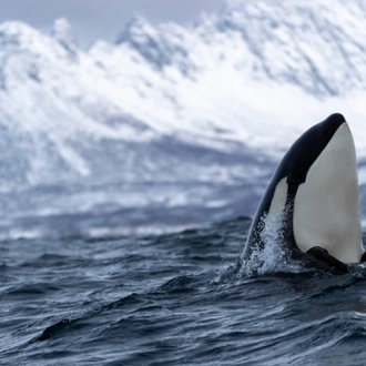 tourhub | World Sea Explorers AS | Whale Watching, Northern Lights & Sledding from Tromso 