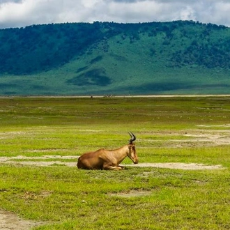 tourhub | Bamba Travel | Serengeti & Ngorongoro Safari 4D/3N 