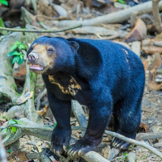 tourhub | Explore! | Borneo Wildlife Highlights 