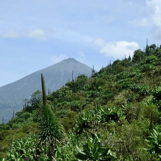 tourhub | Kingfisher Journeys | 3 Days Volcanoes & Lake Kivu Adventures 