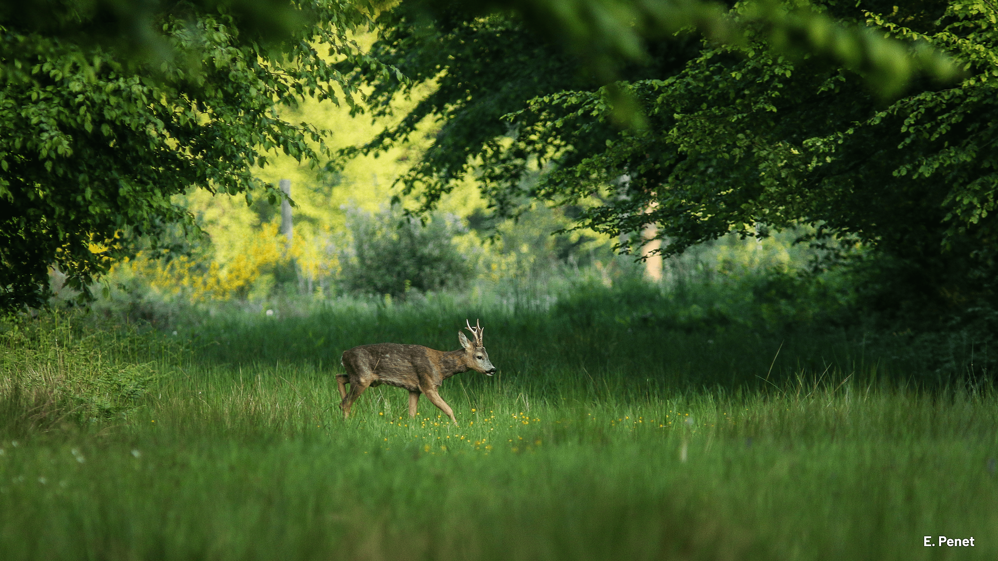 Représentation de la formation : Les milieux naturels des Hauts-de-France : état et fonctionnement