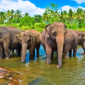 tourhub | Intrepid Travel | Sri Lanka Safari 