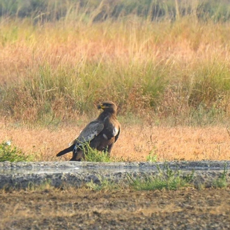 tourhub | Agora Voyages | Blackbuck Safari from Vadodara 