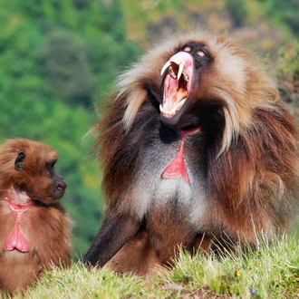 tourhub | Armaye Ethiopia Tours | Ethiopian Unique Wildlife  Safari 