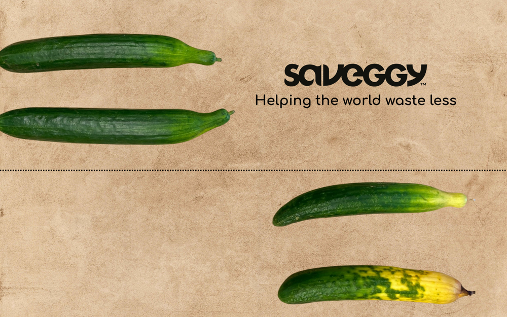 The picture shows cucumbers after three weeks of storage at room temperature. Above cucumbers treated with Saveggy’s coating and below untreated cucumbers. 