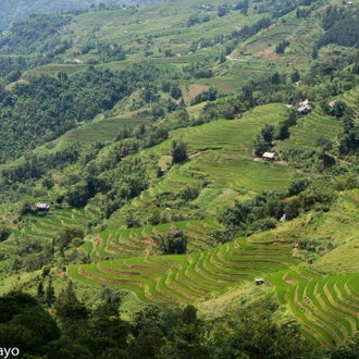 tourhub | Mr Linh's Adventures | 6-day Trekking in Ha Giang - Hoang Su Phi 