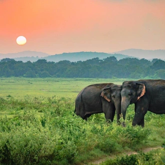 tourhub | Ceylon Travel Dream | 2 Day Udwalawa Safari Tour 