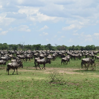 tourhub | Widerange African Safaris | 7 Days River crossing Serengeti migration Safari private Safari 