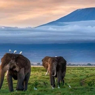 tourhub | Johnbow Tours and Travel | 4-Days Safari Masai Mara & Amboseli National Park 