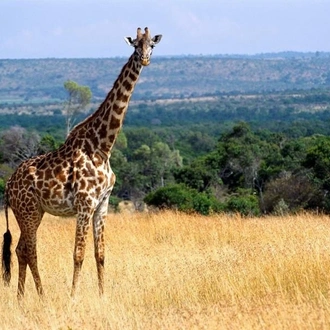 tourhub | Bamba Travel | Super Kenyan Safari 8D/7N (Masai Mara, Lake Nakuru, Sweetwaters & Samburu) 