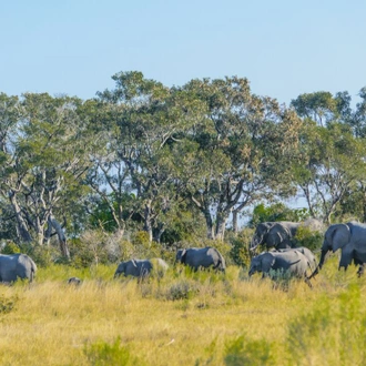 tourhub | Intrepid Travel | Okavango Experience 