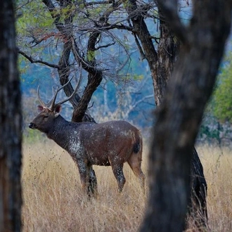 tourhub | Agora Voyages | Nagpur to Pench, Satpura & Kanha National Park, Tiger Safari Tour 