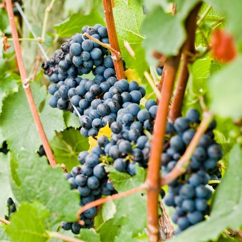 Why You Should Be Eating More Grapes! - Homegrown Organic Farms