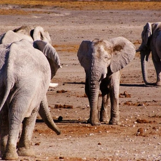 tourhub | Chameleon Safaris Namibia | 4 Day Etosha & Swakopmund Accommodated Adventure 