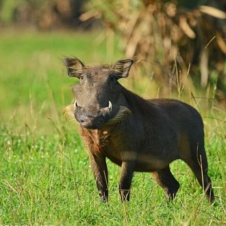 tourhub | Verdoro Safaris | 5-Day Private Tour in Big Five Kidepo Valley National Park  