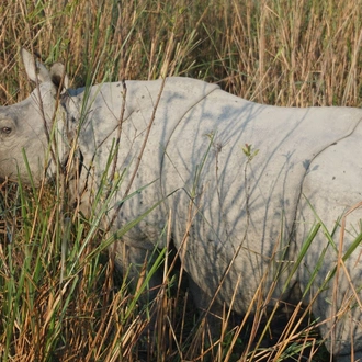 tourhub | Agora Voyages | Kaziranga National Park & Guwahati 