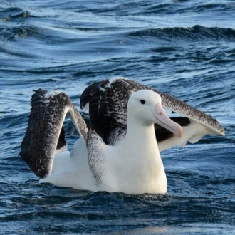 tourhub | Heritage Expeditions | Seabirds & Cetaceans of Australasia 