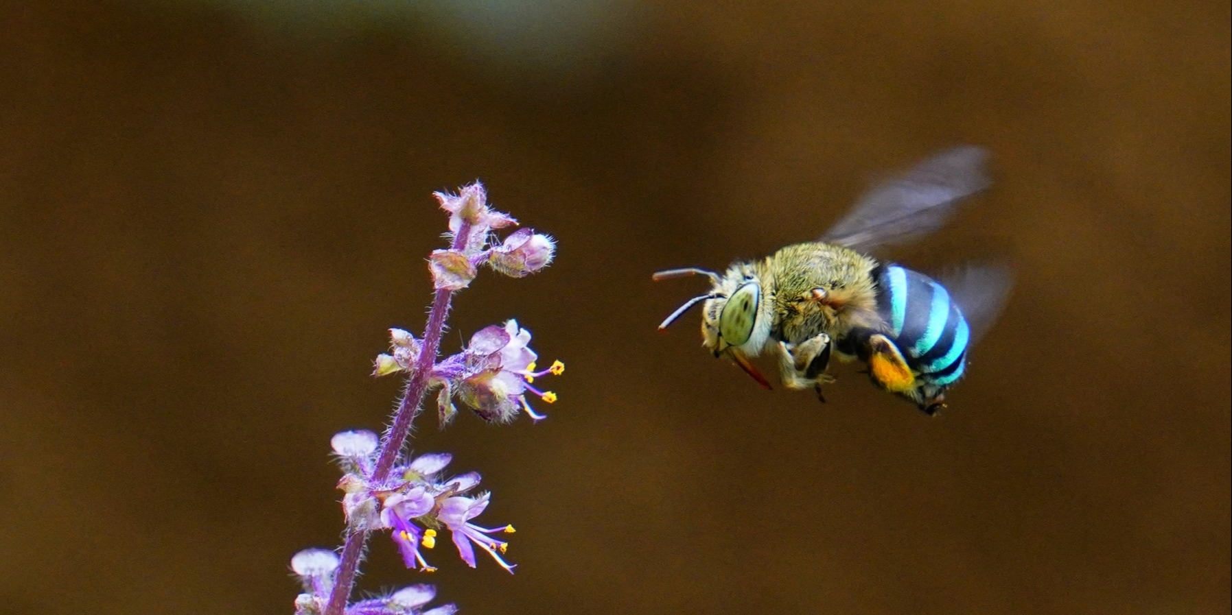 Creating Habitat for Pollinators – workshop