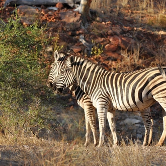 tourhub | Intrepid Travel | Essential African Safari 