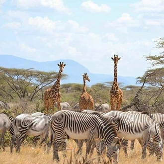 tourhub | Gracepatt Ecotours Kenya | 6 Days Samburu Sweetwaters Lake Nakuru & Lake Naivasha Wildlife Safari  