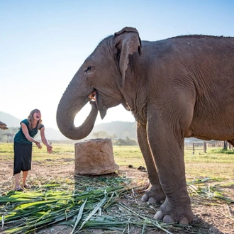 tourhub | Intrepid Travel | Chiang Mai & Elephant Experience  