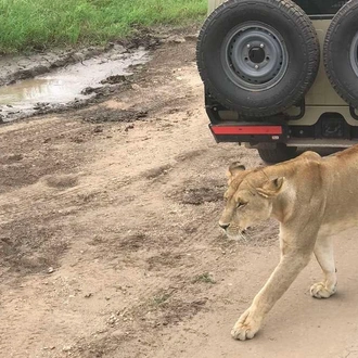 tourhub | Explore! | Serengeti Wildlife Experience 