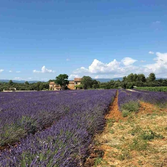 tourhub | The Natural Adventure | Provence Cycling Break 