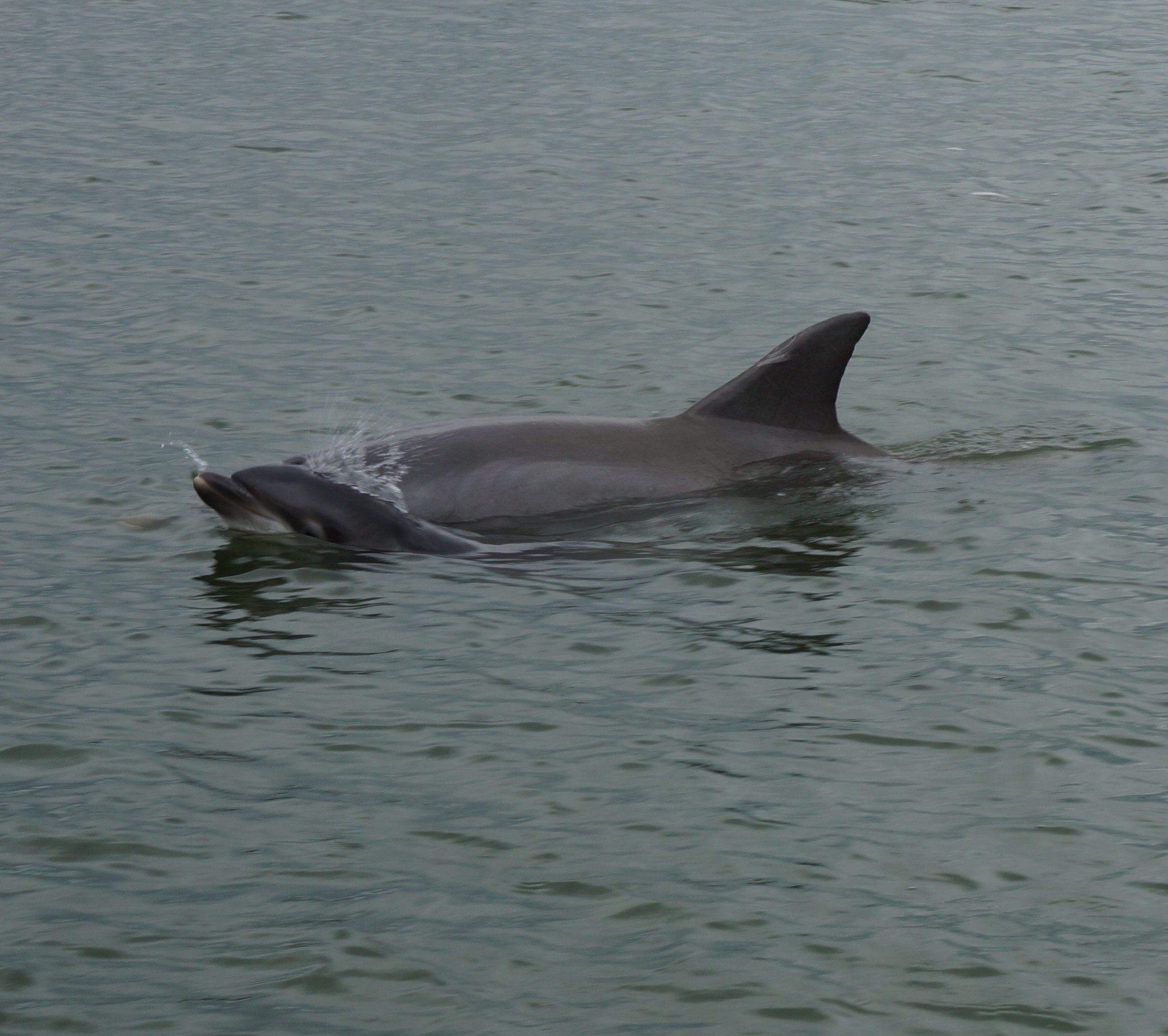 Private Dolphin Tour