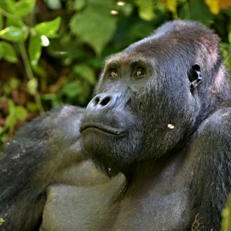 tourhub | Wild Frontiers | Gorillas In Africa’s Midst 