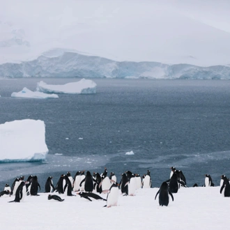 tourhub | Intrepid Travel | Shackleton's Falklands, South Georgia and Antarctica Expedition (Ocean Endeavour)  