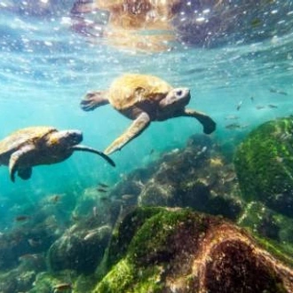 tourhub | World Expeditions | Galapagos Islands: Volcanic Wonders aboard Origin, Theory & Evolve 