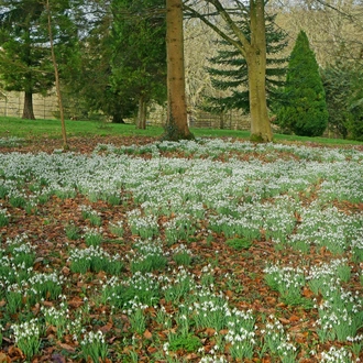 tourhub | Brightwater Holidays | Snowdrops in the Cotswolds 703 