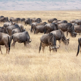 tourhub | Mbega African Safaris | 3-Days Tanzania Safari, Tarangire, Ngorongoro, Lake Manyara 