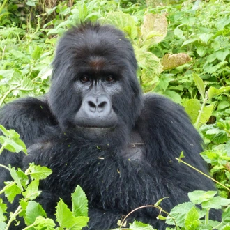 tourhub | Intrepid Travel | Premium Rwanda & Gorillas of Uganda 