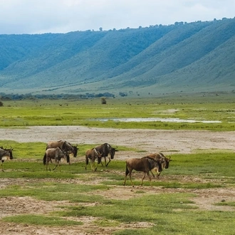 4-Day Serengeti & Ngorongoro Crater Lodge Safari