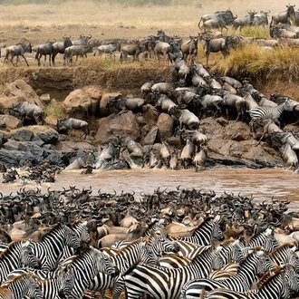 tourhub | Gracepatt Ecotours Kenya | Private 8 Days Masai Mara Wildebeest Migration Safari Adventures 